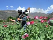 ترحمی: کشت خشخاش «مطلقاً ممنوع» و کشت غیرمجاز مجازات دارد