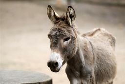 کشف و پلمب کشتارگاه غیرمجاز ذبح الاغ در شهریار