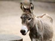 کشف 3 تن گوشت الاغ در تهران 