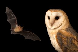 اسرار شنوایی در جانوران؛ موجوداتی که صدای غیرقابل شنیدن را می‌یابند