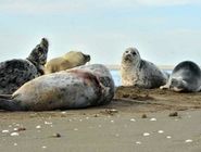 لاشه یک فوک خزری در ساحل جویبار پیدا شد؛ شمار تلفات به ۴۴ قلاده رسید