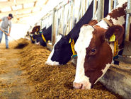 بدهی دولت به واردکنندگان نهاده