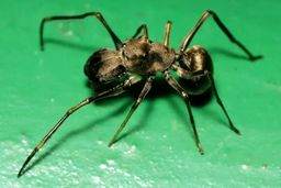 اسرار طبیعت: کشف «شیردهی» در عنکبوت مورچه‌نما، رفتاری مشابه پستانداران