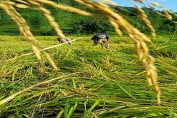 هشدار درباره احتکار برنج و اخلال در بازار