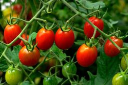 چطور بهترین کود برای رشد گوجه فرنگی را انتخاب کنیم؟ (گلخانه و مزرعه)