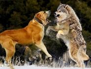 چرا تنها سگ و گربه اهلی شدند؟ شش شرط سخت طبیعت