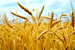 نامه سرگشاده بنیاد گندم‌کاران به رهبری