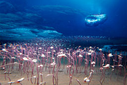 20 هزار فرسنگ یا 9 کیلومتر/درباره عکسی از اعماق دریا