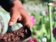 تأکید یک نماینده مجلس بر قانونمند شدن کشت خشخاش
