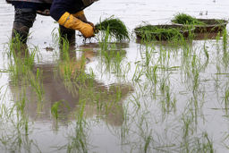 علت گران شدن برنج ایرانی مشخص شد 