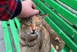 راز ارتباط با گربه‌ها کشف شد؛ لبخند گربه‌ای زبان مشترک انسان و حیوان