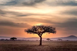 کشف درختی شگفت‌انگیز در آفریقا؛ تبدیل دی‌اکسیدکربن به سنگ آهک