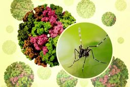 هشدار سازمان بهداشت جهانی درباره شیوع ویروس چیکونگونیا