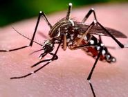 افزایش موارد تب دنگی در هرمزگان
