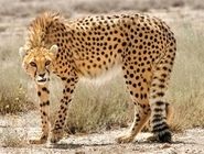 مشاهده پلنگ ایرانی در ارتفاعات فیروزکوه تهران