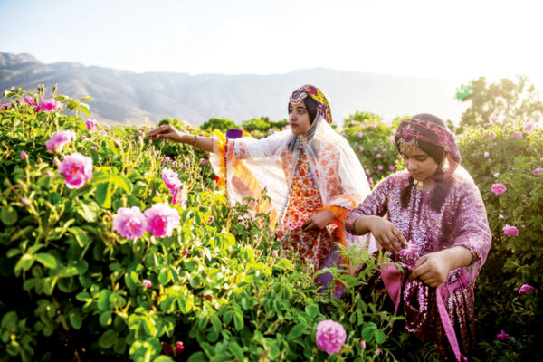 گلاب گلاب میمنده/درباره عکسی از مراسم گلابگیری در میمند