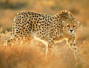 ویدئویی از رویت شدن پلنگ ایرانی در ارتفاعات الموت 