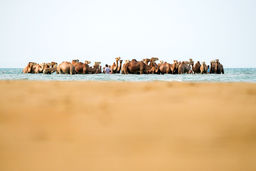 می‌خواهم شتر شوم/درباره عکسی از حمام شترها در خلیج فارس