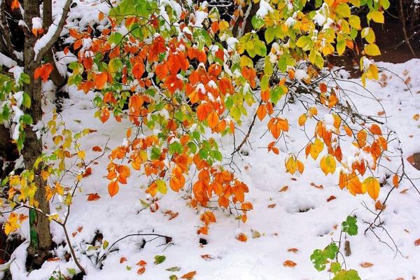 پاییز، زمستان و دوباره زمستان...