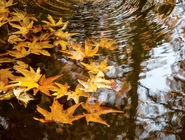 خزان/درباره عکسی از پاییز که نفهمیدیم کی آمد