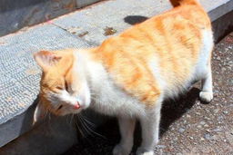 راز علاقه عجیب گربه‌ها به بتن فاش شد!