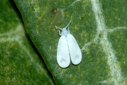 بازگشت پشه‌های سفید به تهران؛ باز هم بوی نامطبوع در دریاچه خلیج فارس