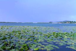 سراب نیلوفر خشک شد 