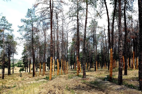 20 هزار درخت خشک شدند/گزارشی از تاثیر تنش آبی بر خشک‌‏شدن درختان پارک‏‌های سرخه‏‌حصار، چیتگر، لویزان و خرگوش‌‏دره 