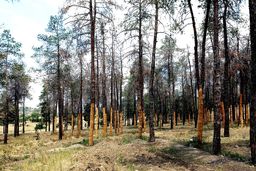 20 هزار درخت خشک شدند/گزارشی از تاثیر تنش آبی بر خشک‌‏شدن درختان پارک‏‌های سرخه‏‌حصار، چیتگر، لویزان و خرگوش‌‏دره 