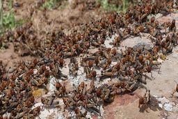 حمله ملخ‌ها به مزارع سبزوار + فیلم 