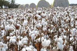 افزایش ۲۰ درصدی عملکرد پنبه با کشت نشایی در اراضی شور