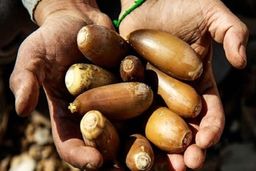 نان بلوط؛ راهکار بومی برای کاهش واردات گندم