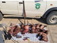 پایان شکار مرگبار تشی‌ها در جنوب کرمان