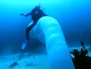 کشف درازترین موجود زنده در اعماق اقیانوس

