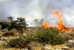 ۷۰ درصد آتش‌سوزی‌های اخیر منشأ انسانی دارد
