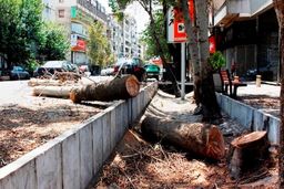 چه کسانی درختان تهران را قطع می‌کنند؟